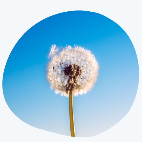Wens paardebloem